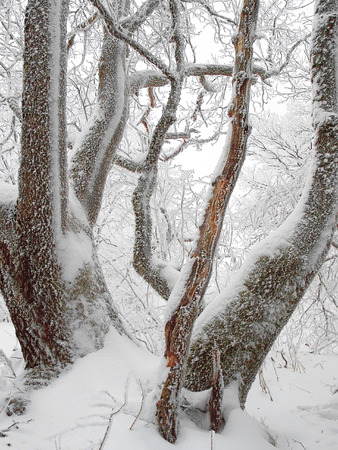Winter beautiful wood の写真素材