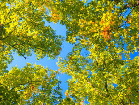 autumn leafの写真素材