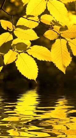 autumn leavesの写真素材