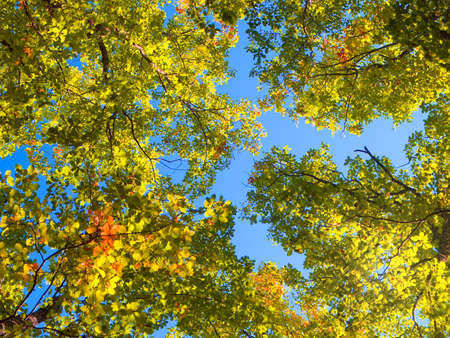 autumn leafの写真素材