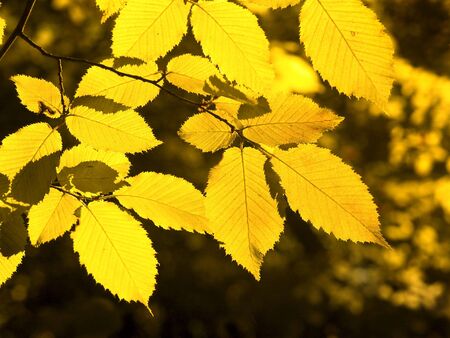 autumn leavesの写真素材
