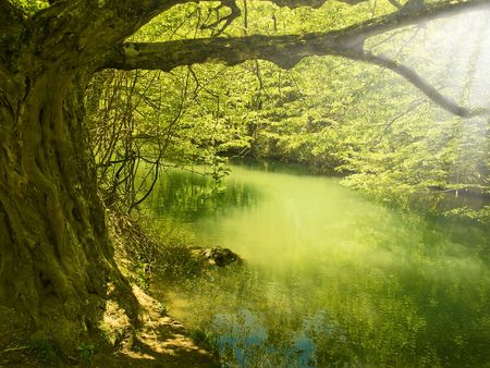 tree and riverの写真素材