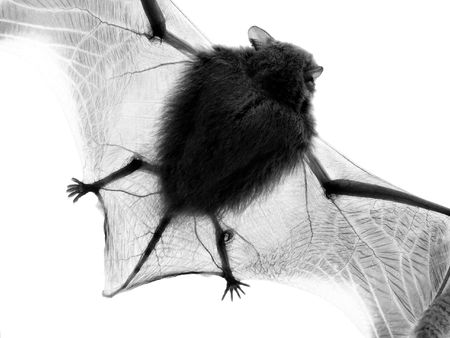bat on a white backgroundの写真素材