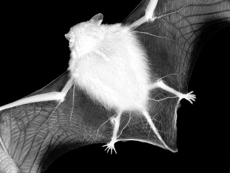 bat on a white backgroundの写真素材