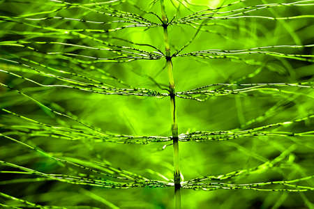 horsetailの写真素材