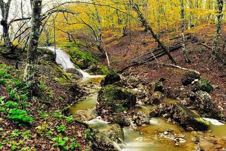 autumn forestの写真素材