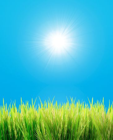 green grass on a sky backgroundの写真素材