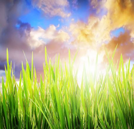 green grass on a sky backgroundの写真素材