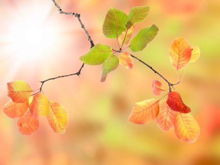 autumn branchの写真素材