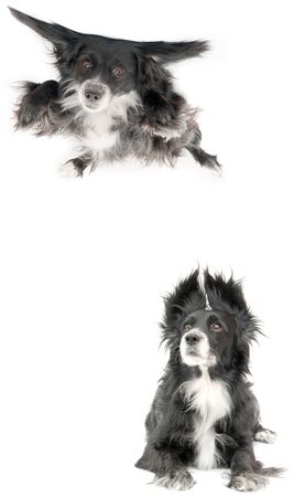 dog on a white backgroundの写真素材