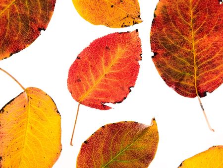 autumn leaves on a white backgroundの写真素材