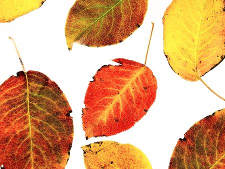 autumn leaves on a white backgroundの写真素材