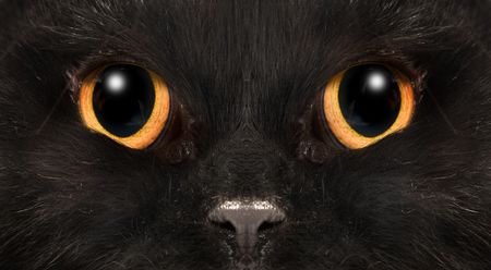 black catの写真素材