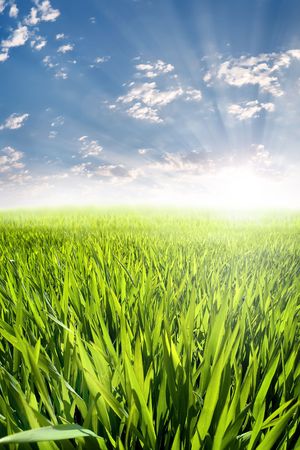 green grass and skyの写真素材