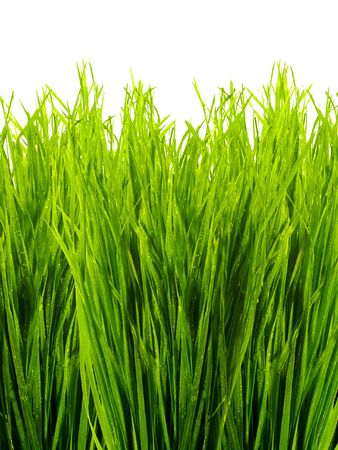 green grass on a white backgroundの写真素材