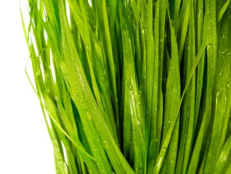 green grass on a white backgroundの写真素材