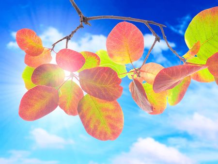 autumn branchの写真素材