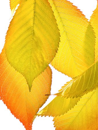 autumn leaves on a white backgroundの写真素材