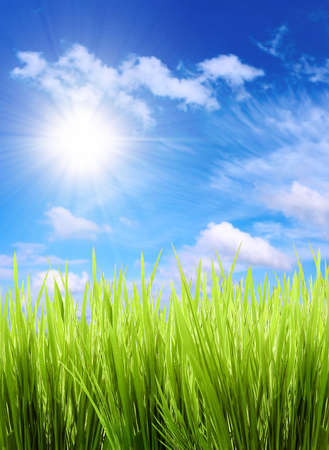 green grassの写真素材