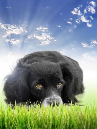 dog on a white backgroundの写真素材