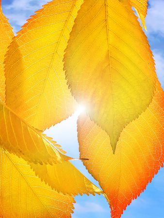 autumn leaves on a sky backgroundの写真素材