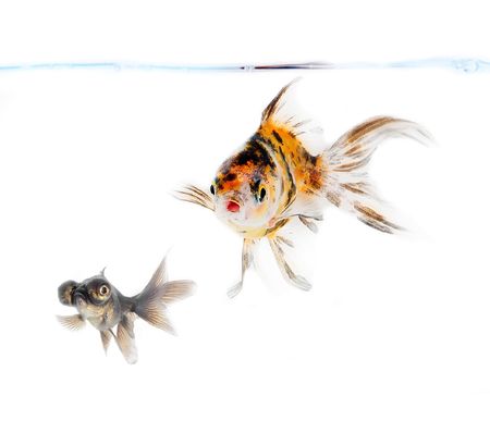 goldfishの写真素材