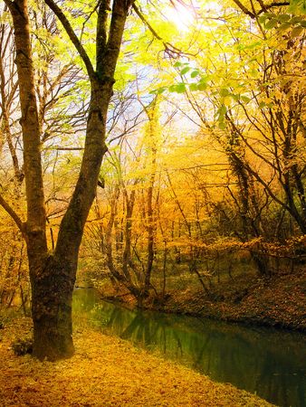 autumn leafの写真素材