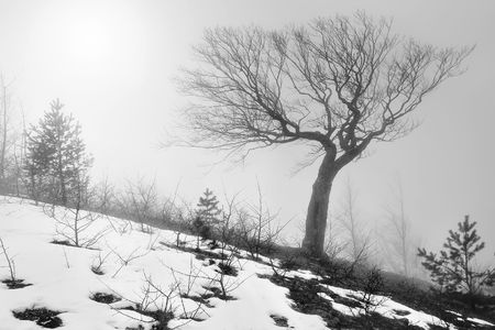 Winter treeの写真素材