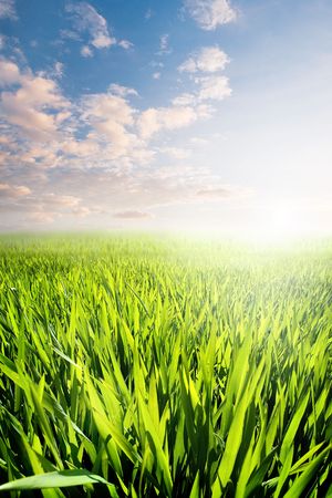 green grass and skyの写真素材