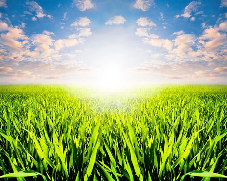 green grass and skyの写真素材