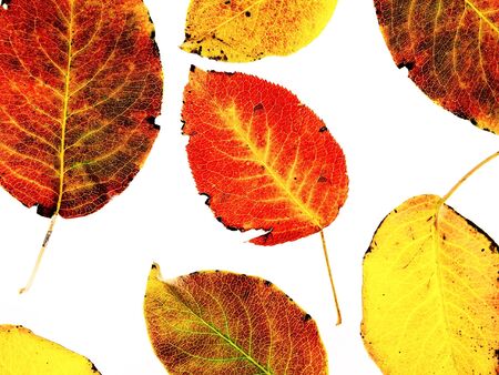 autumn leaves on a white backgroundの写真素材