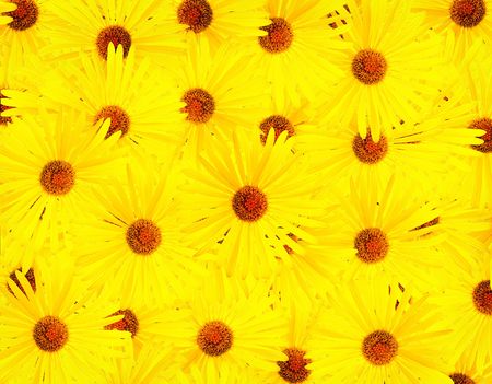 flowerの写真素材