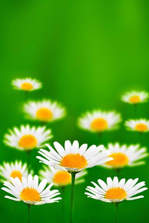flowerの写真素材