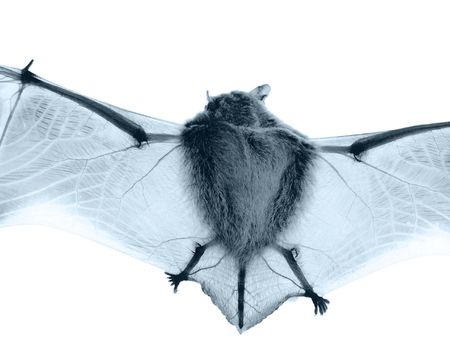 bat on a white backgroundの写真素材