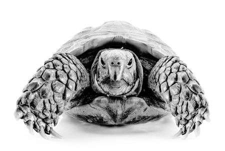 Turtle on a white background
の写真素材