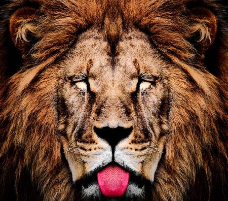 lionの写真素材
