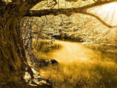 tree and riverの写真素材