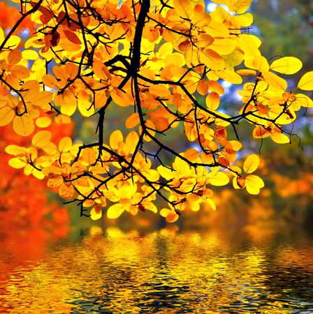 In this photo the beautiful autumn wood is shown の写真素材