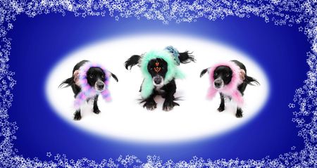 this is a black dog on a white backgroundの写真素材