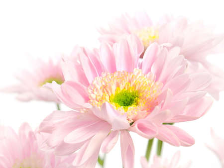 flower on a white backgroundの写真素材