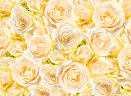 flower on a white backgroundの写真素材