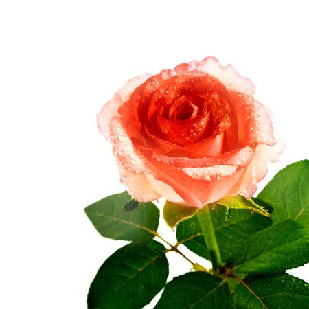 flower on a white backgroundの写真素材