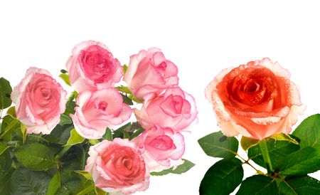 flower on a white backgroundの写真素材