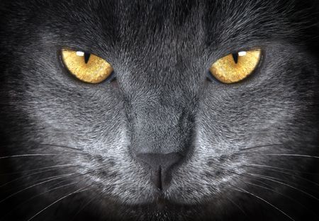 gray cat    の写真素材
