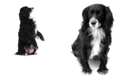 dog on a white backgroundの写真素材