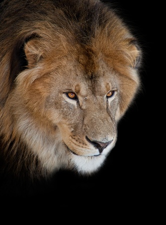 noble lion on a black backgroundの写真素材