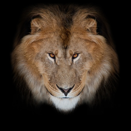 noble lion on a black backgroundの写真素材
