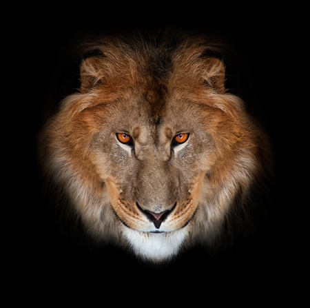 noble lion on a black backgroundの写真素材