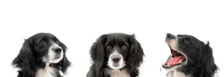 dog on a white backgroundの写真素材