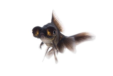 Black goldfish on a white backgroundの写真素材